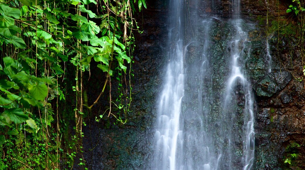 The Water Gardens of Vaipahi which includes a waterfall