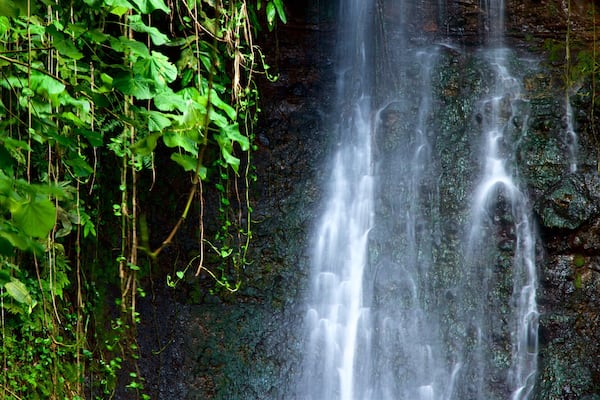 The Water Gardens of Vaipahi welches beinhaltet Wasserfall