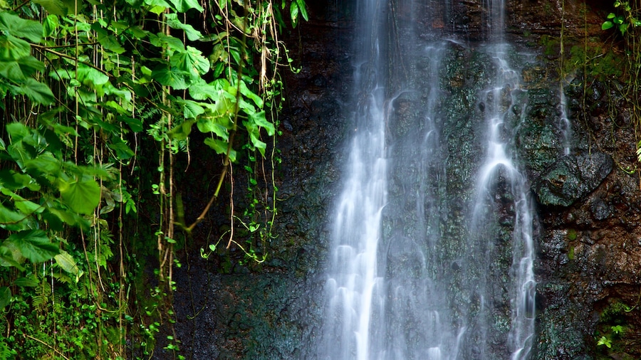 The Water Gardens of Vaipahi which includes a waterfall