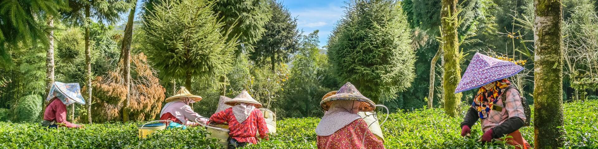 Frauen ernten Tee, Oolong Tee, Teefeld im Zhuqi Township südwestlich von Alishan, Chiayi County, Taiwan