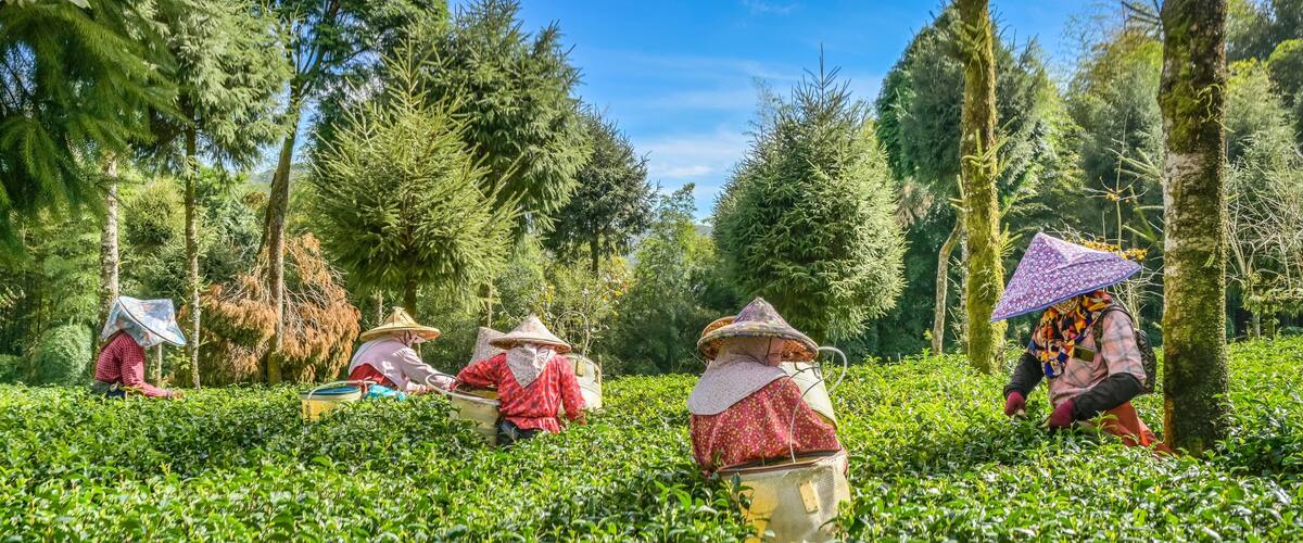 A tea plantation with workers harvesting tea leaves.