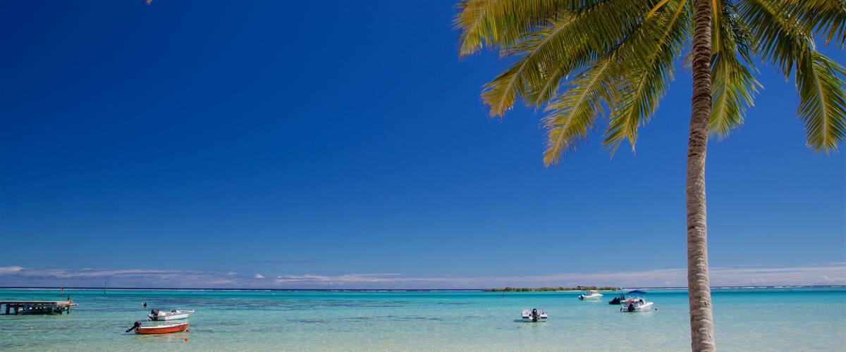 A beach with clear turquoise water, a palm tree, and several boats.