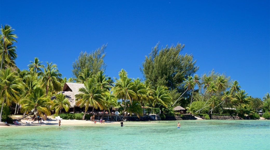 티아후라 해변 을 보여주는 아열대 풍경 과 일반 해안 전경