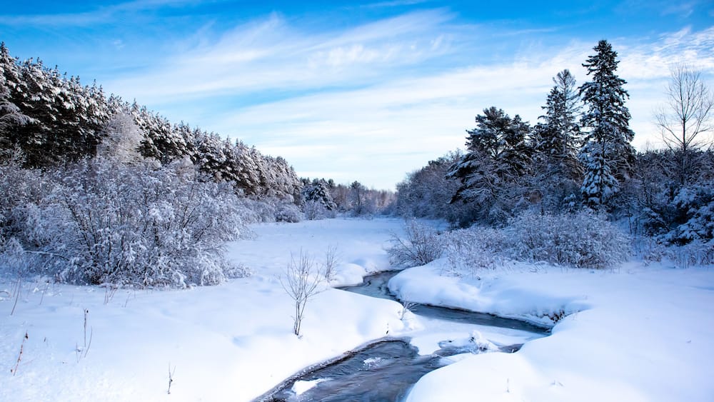 A snow-covered river flowing through a forest with tall evergreen trees.