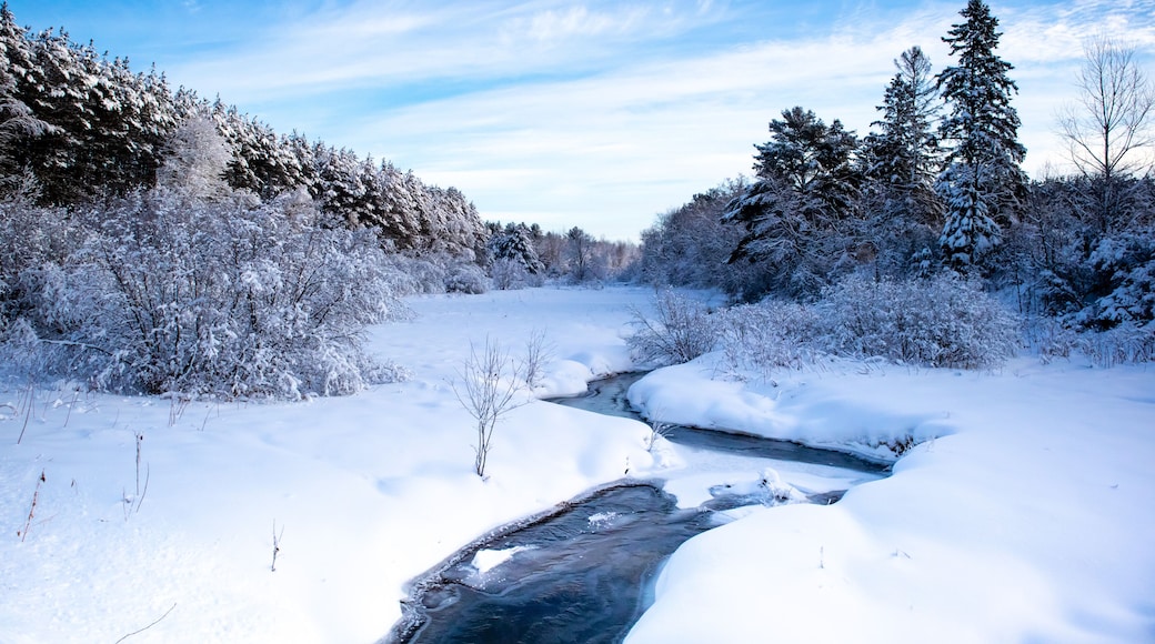 A snow-covered river flowing through a forest with tall evergreen trees.