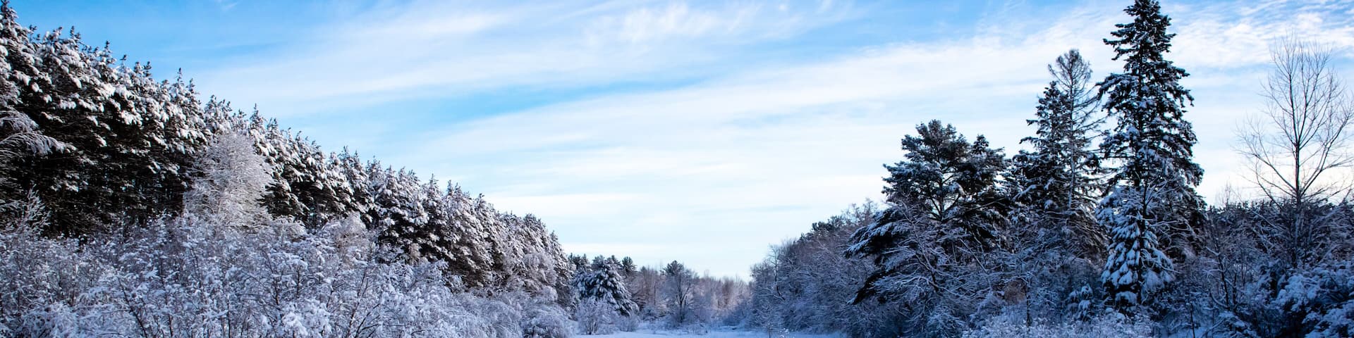 A snow-covered river flowing through a forest with tall evergreen trees.