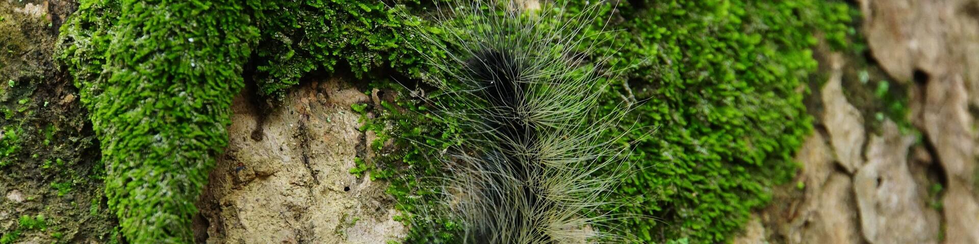 巨網苔蛾幼蟲 Caterpillar of Macrobrochis gigas