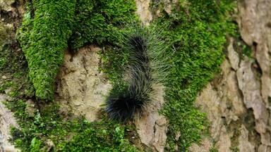 巨網苔蛾幼蟲 Caterpillar of Macrobrochis gigas