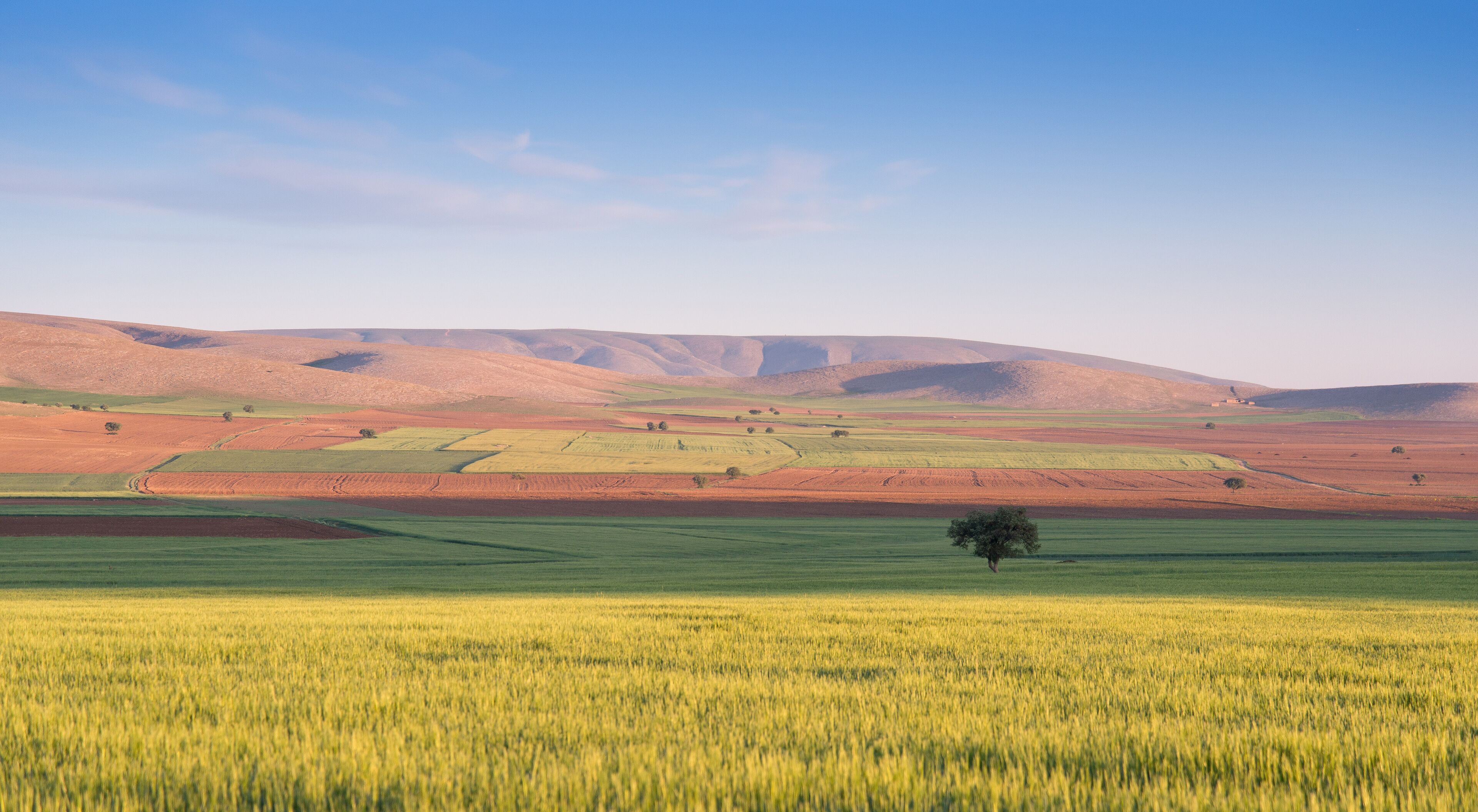Turkey Central Anatolian landscape with crops and tree 
