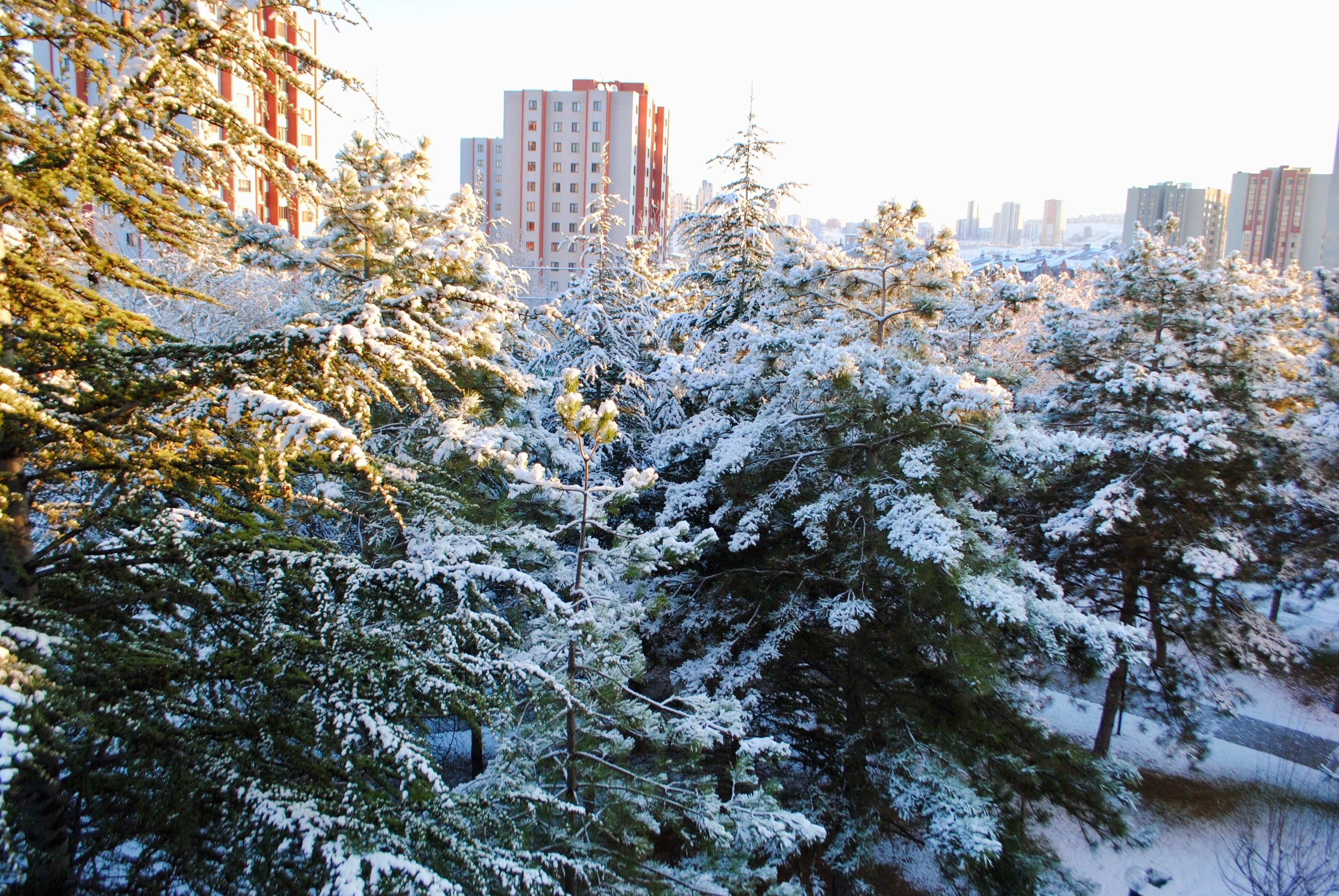 Panoramic view of tall spruce and pine trees covered with snow in the woods against sunrise in a neighborhood with tall buildings in the beginning of January. Cayyolu Ankara Turkey
