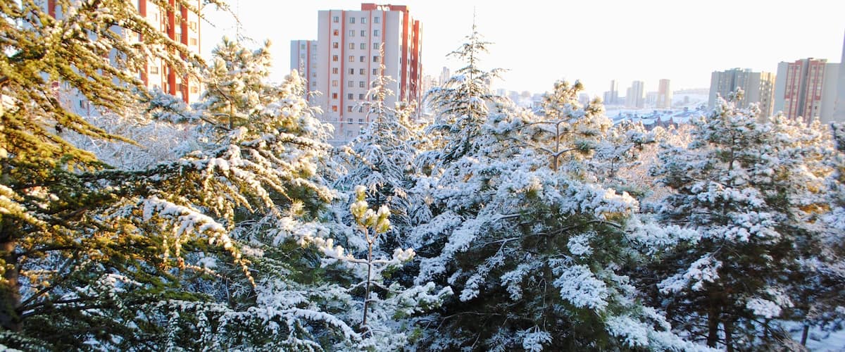 Panoramic view of tall spruce and pine trees covered with snow in the woods against sunrise in a neighborhood with tall buildings in the beginning of January. Cayyolu Ankara Turkey