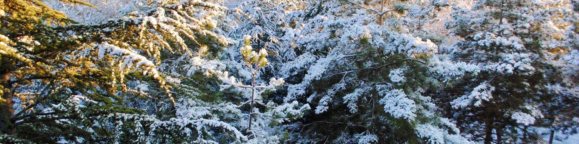 Panoramic view of tall spruce and pine trees covered with snow in the woods against sunrise in a neighborhood with tall buildings in the beginning of January. Cayyolu Ankara Turkey