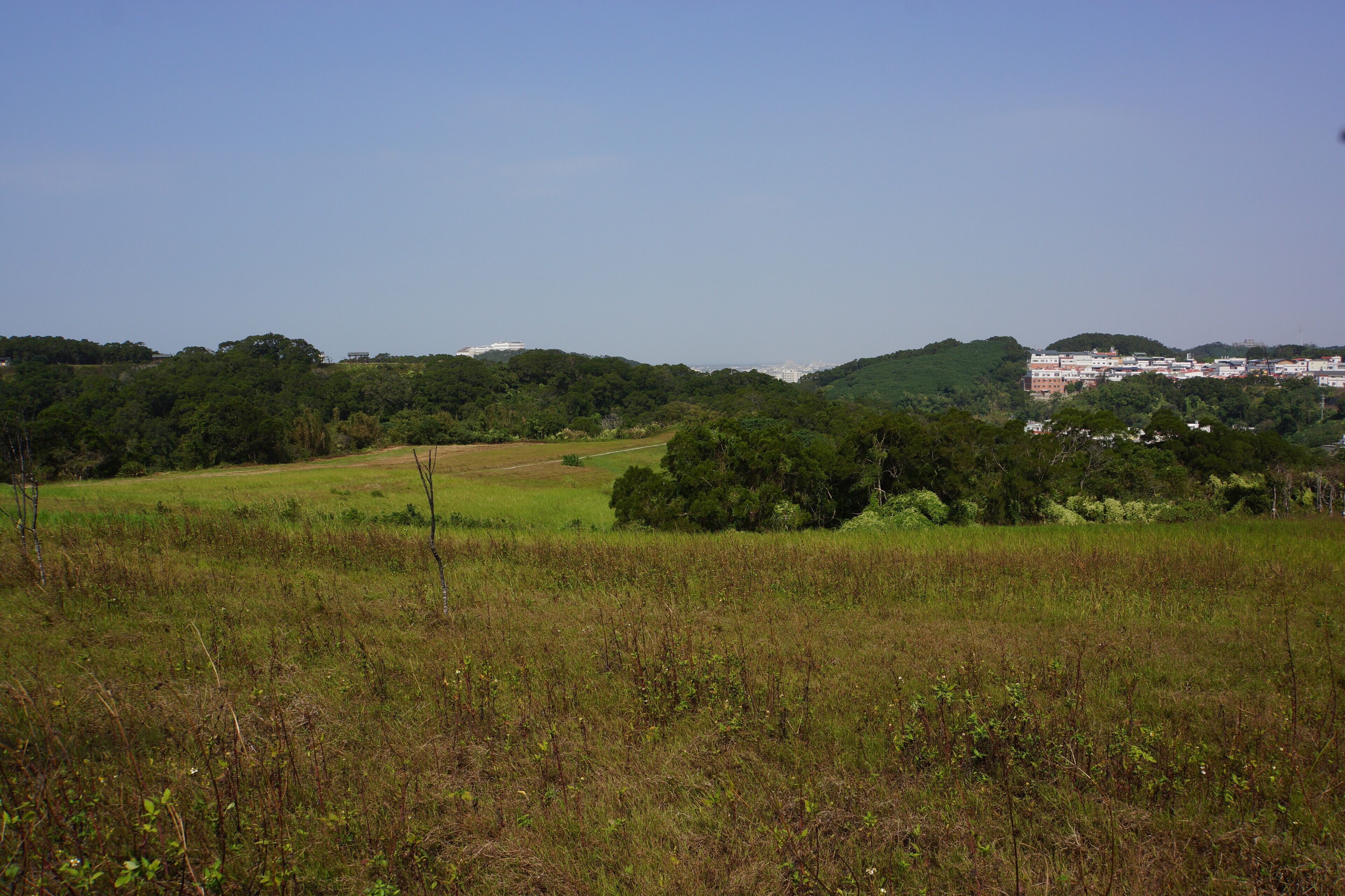 青青草原 qingqing grassland
