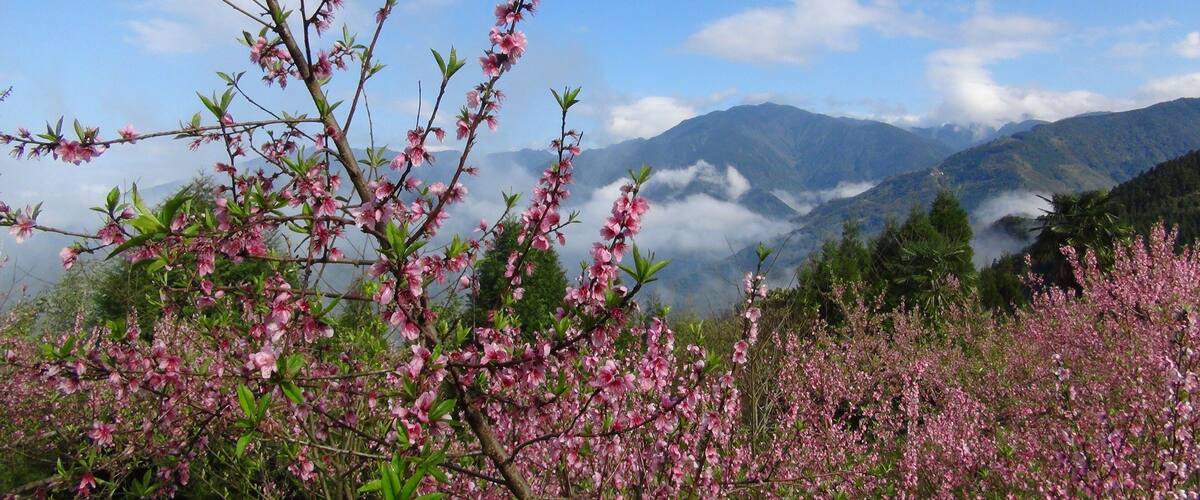 311, Taiwan, 新竹縣五峰鄉大隘村