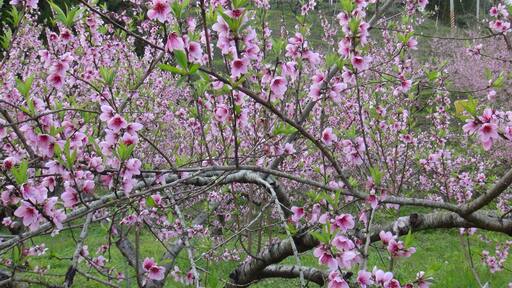 311, Taiwan, 新竹縣五峰鄉大隘村