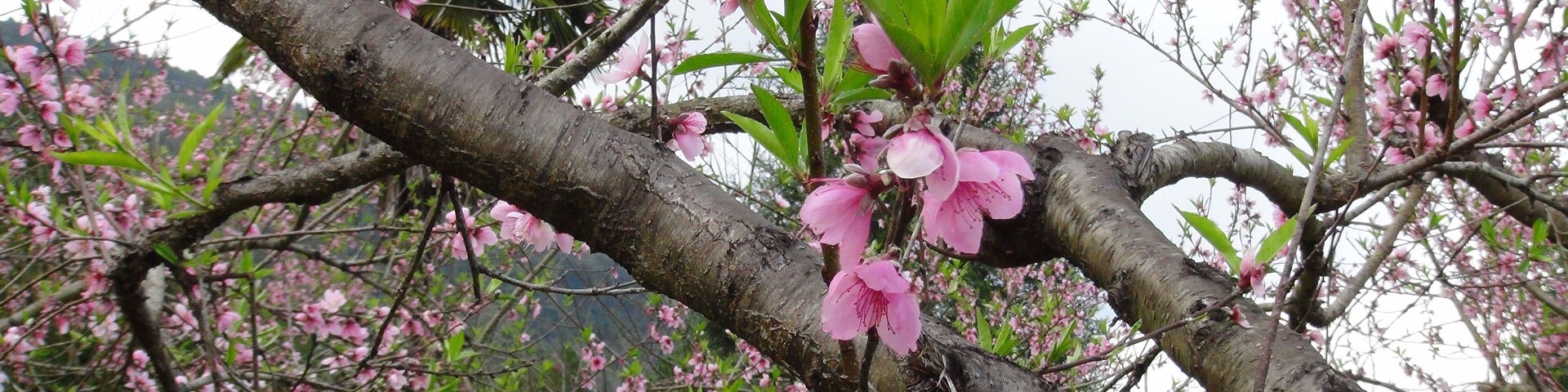 311, Taiwan, 新竹縣五峰鄉大隘村