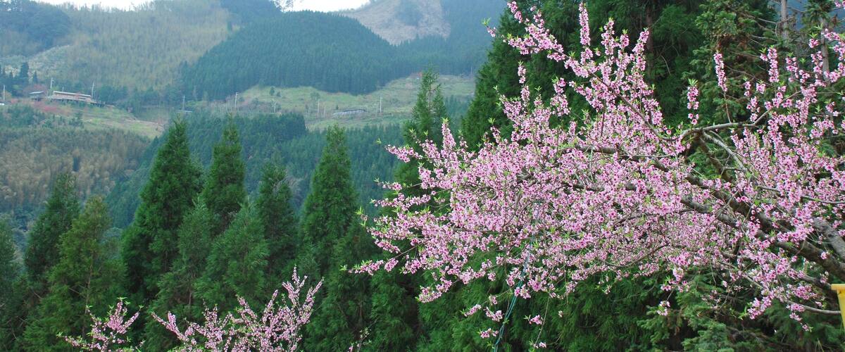 Eine gebirgige Landschaft mit dichten Wäldern und blühenden rosafarbenen Bäumen.