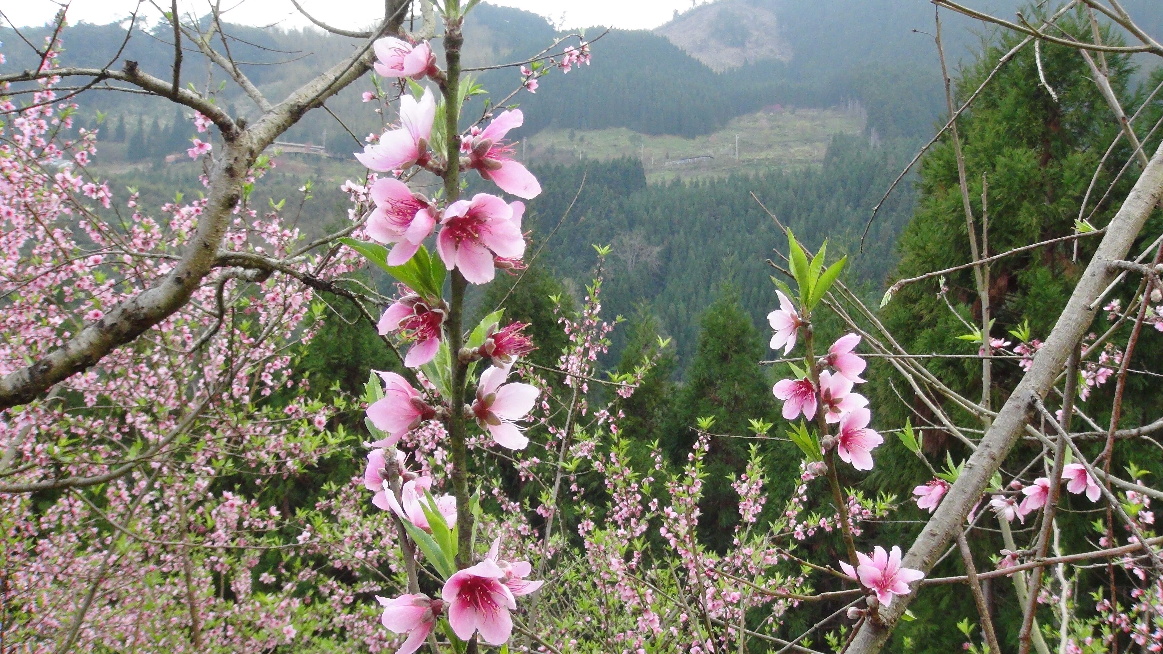 311, Taiwan, 新竹縣五峰鄉大隘村