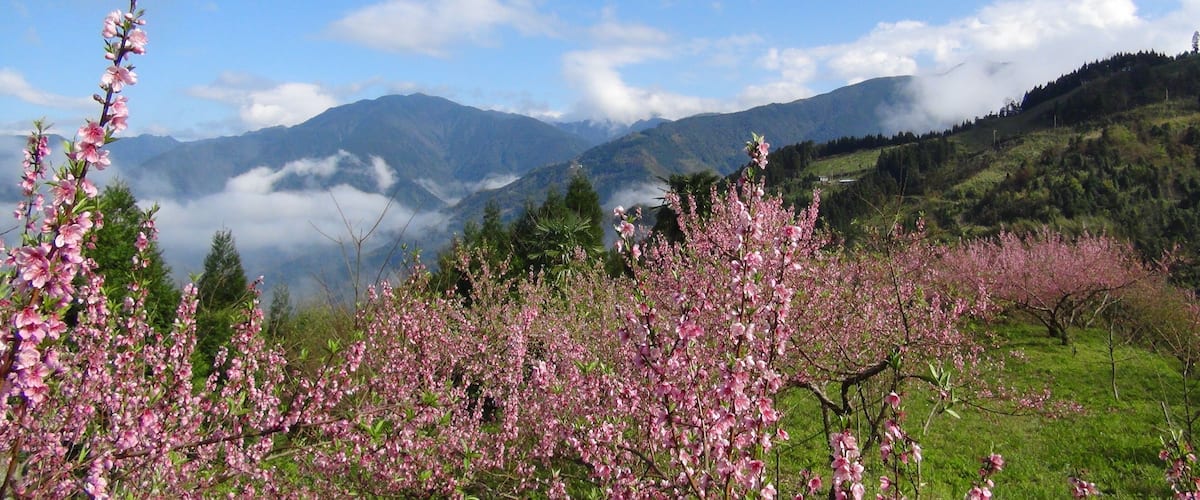 311, Taiwan, 新竹縣五峰鄉大隘村