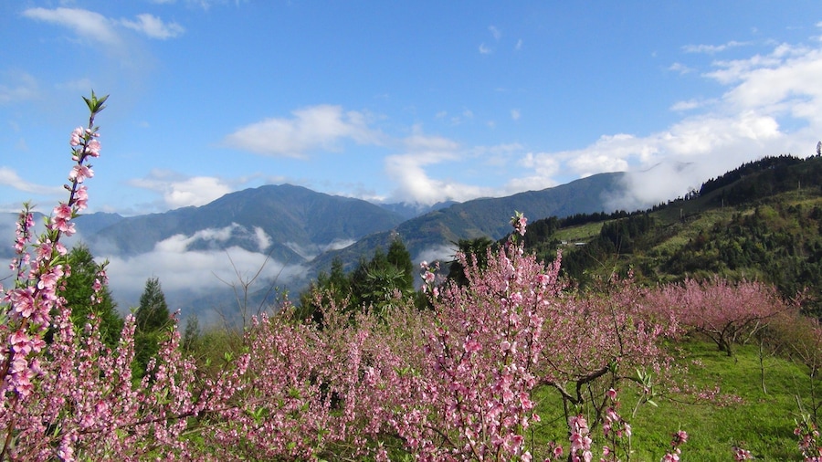311, Taiwan, 新竹縣五峰鄉大隘村