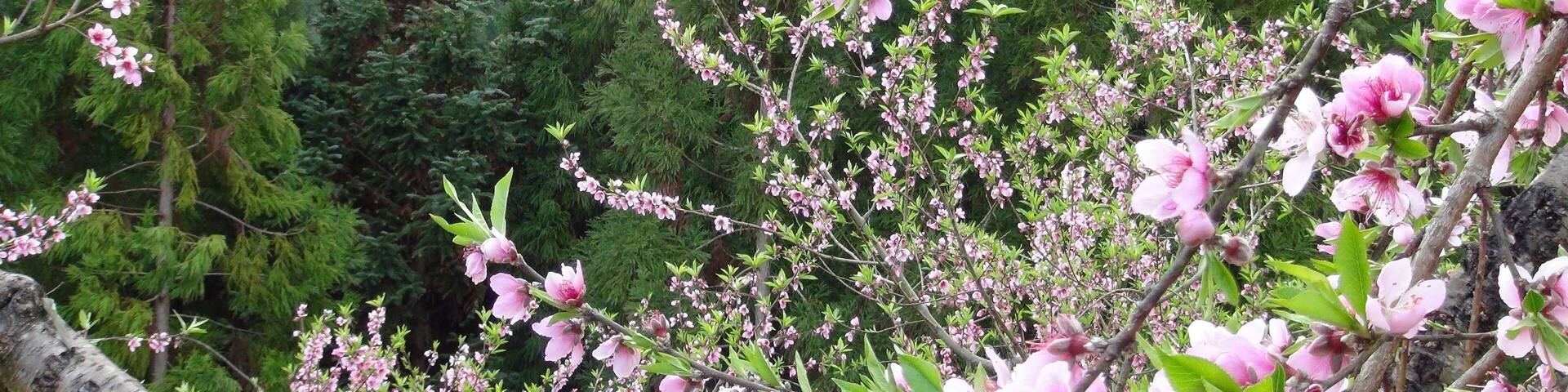 311, Taiwan, 新竹縣五峰鄉大隘村