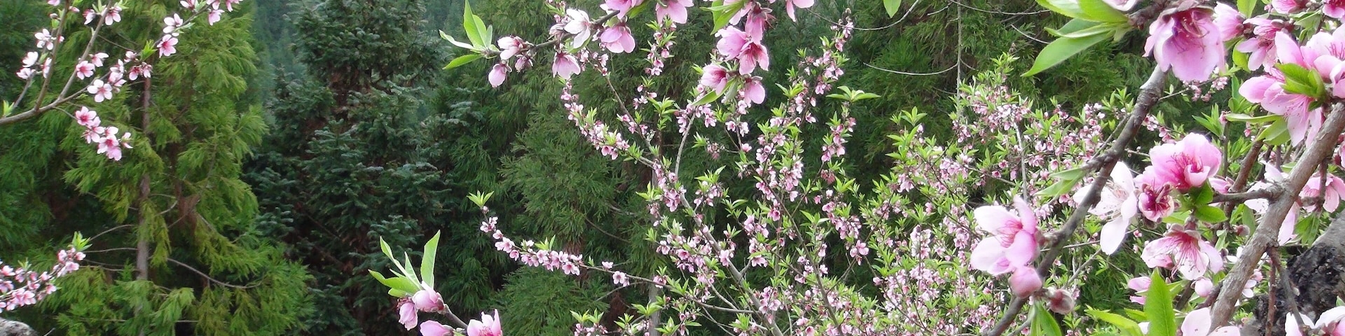 311, Taiwan, 新竹縣五峰鄉大隘村