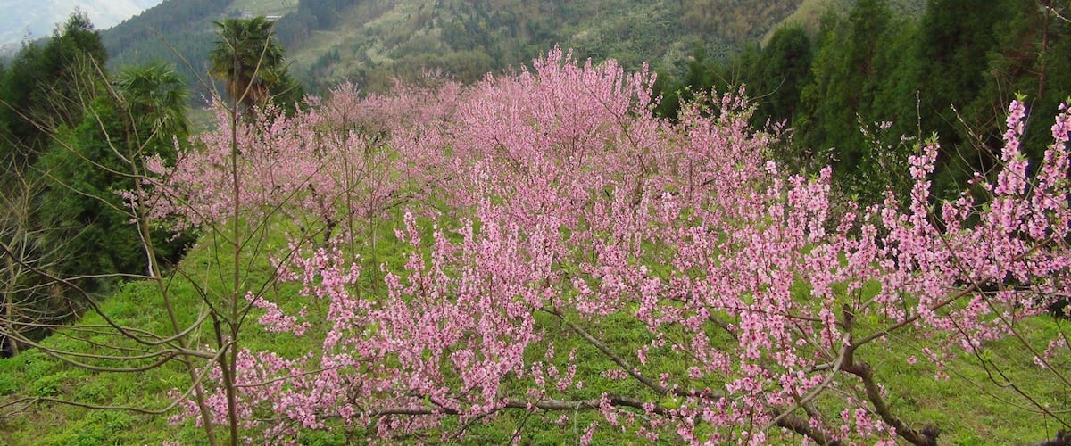 311, Taiwan, 新竹縣五峰鄉大隘村