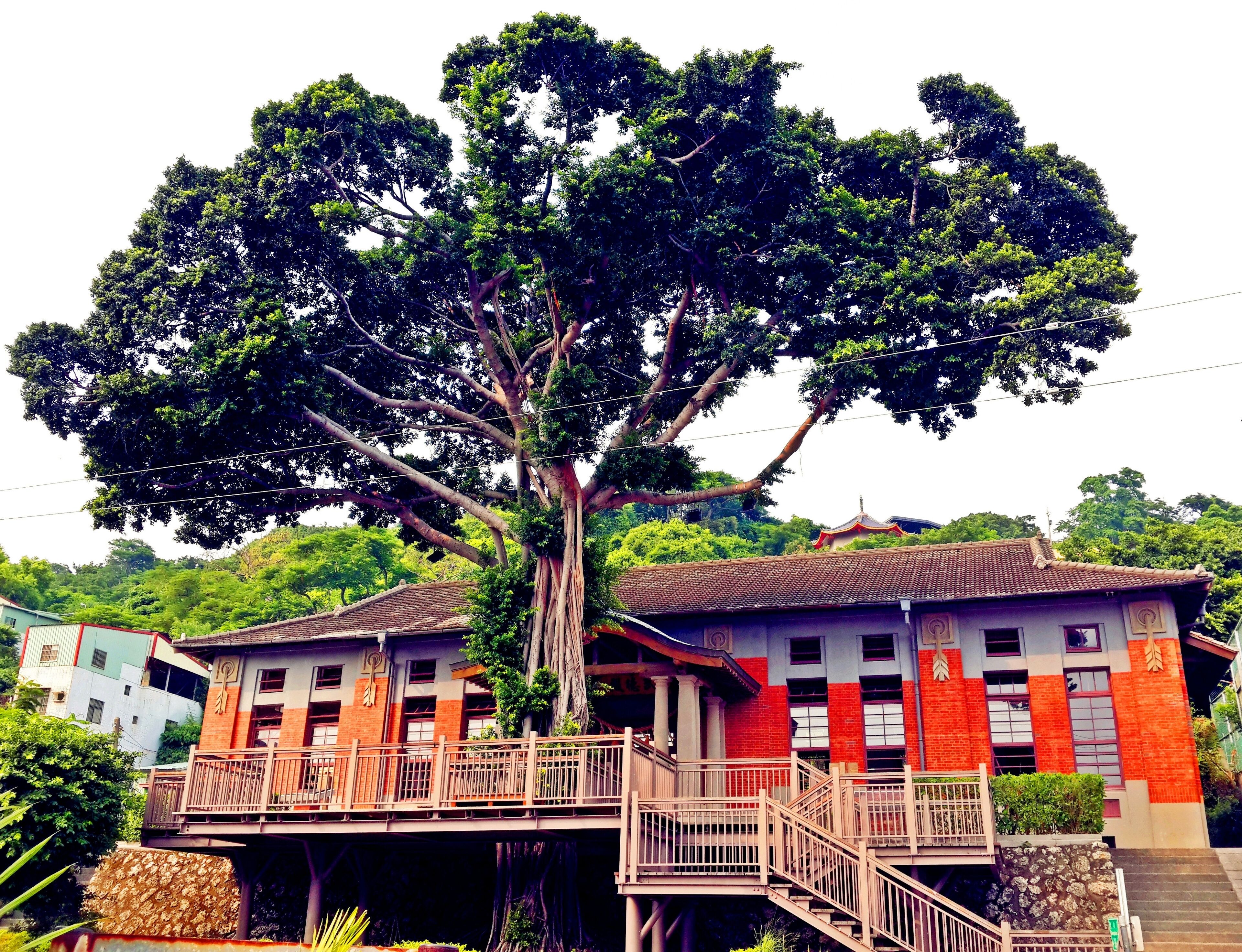 Un árbol grande frente a un edificio de fachada roja y blanca.