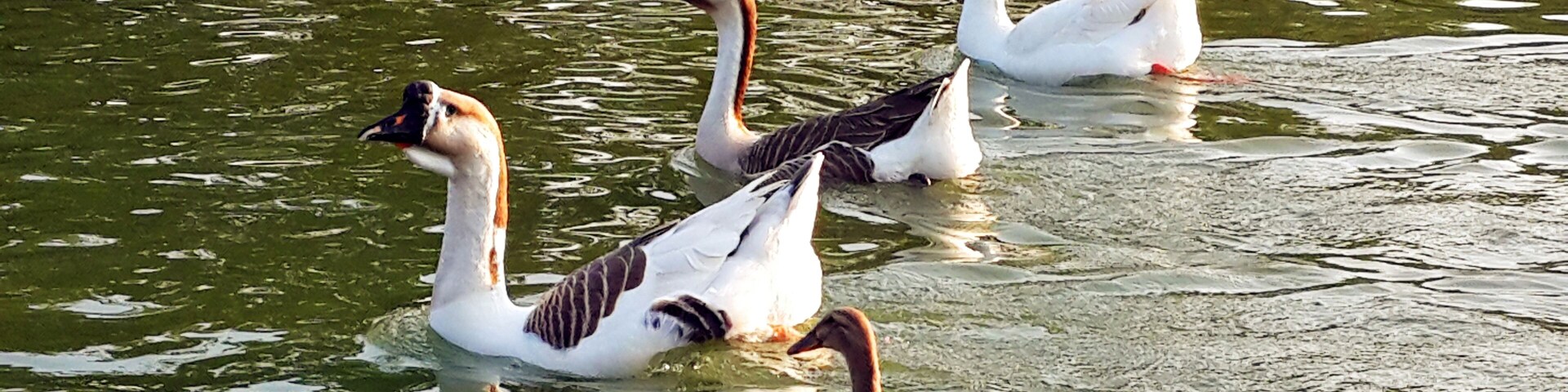 屏東六堆客家文化園區,悠游湖中的三隻大鵝與跟隨在後的一隻小鴨,構成了最美麗的隊形。