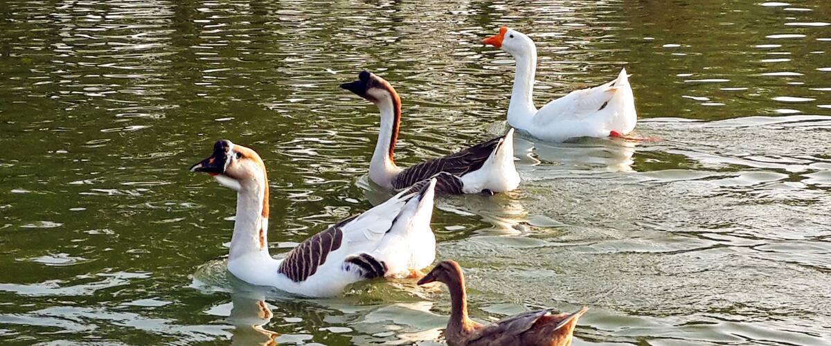 A group of swans swimming in a pond with reflections of trees.