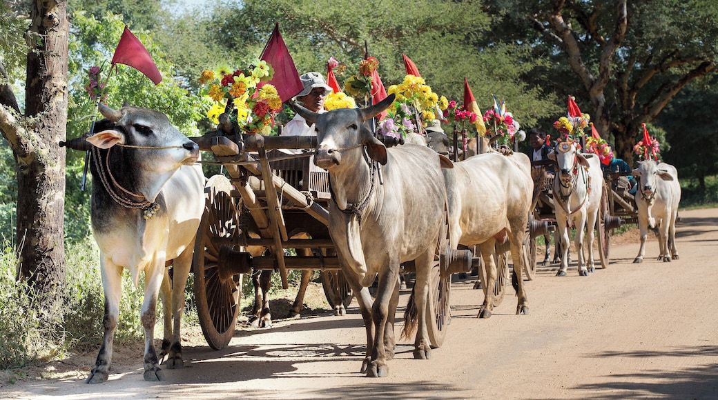 Decorative carts for hire, though I suspect they look better than they ride. I think I'd recommend a bike or moped instead.