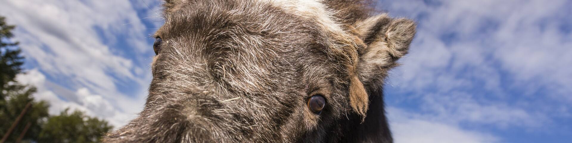 Close-up of a Musk Ox calf born in the spring on the Musk Ox farm, South-central Alaska; Palmer, Alaska, United States of America