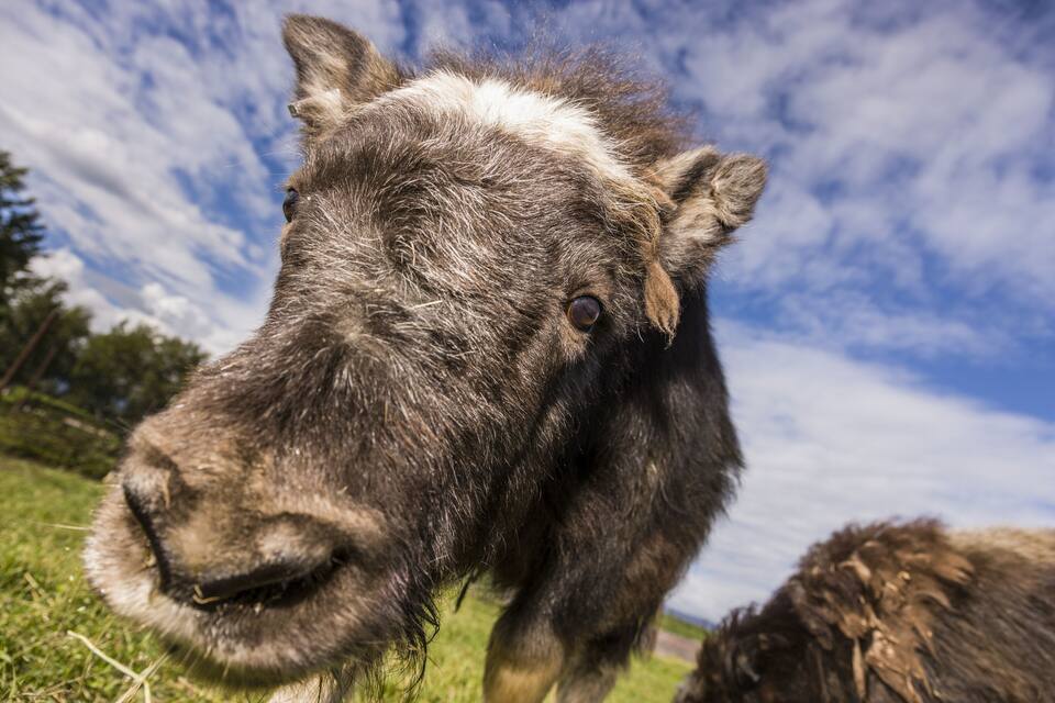 A close-up of a horse's face with a cloudy sky in the background.