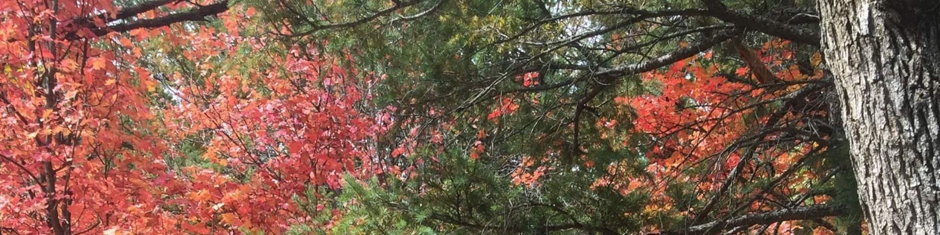 It's called Forth of July trail because in the fall the amazing colors during the fall make the trees look like fire works!!! So pretty!