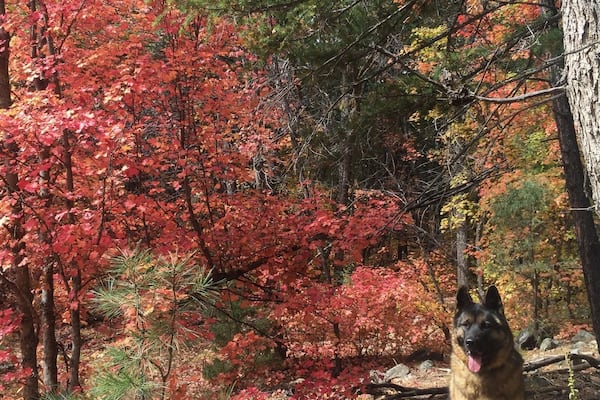 It's called Forth of July trail because in the fall the amazing colors during the fall make the trees look like fire works!!! So pretty!