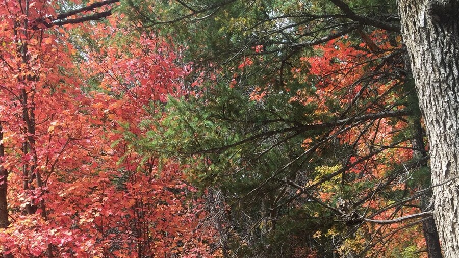 It's called Forth of July trail because in the fall the amazing colors during the fall make the trees look like fire works!!! So pretty!
