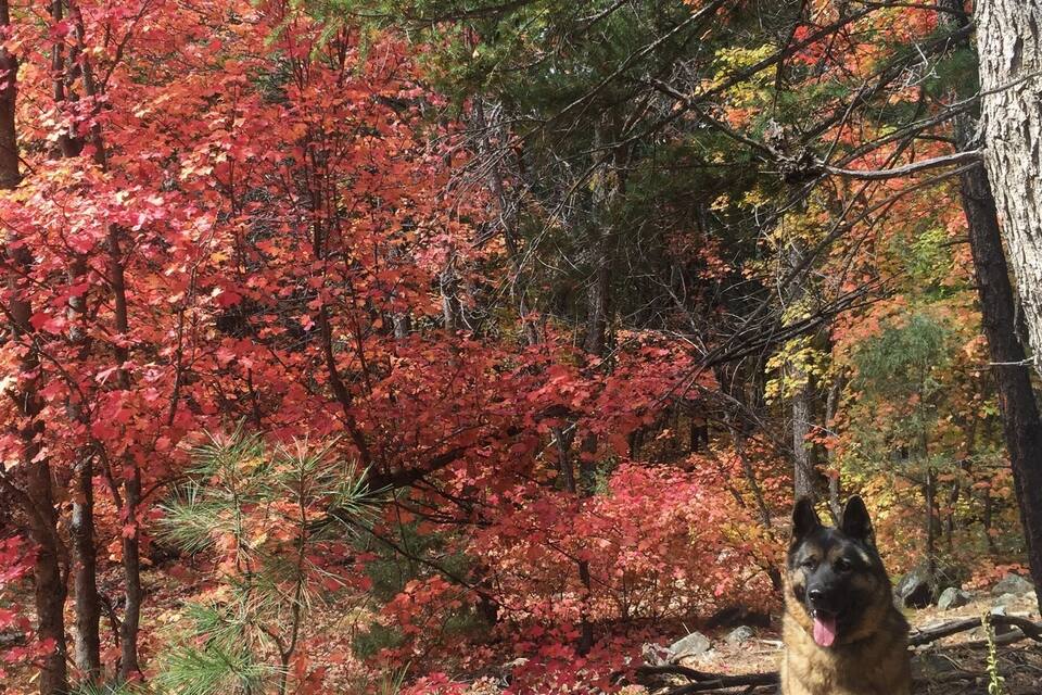 A dog in a forest with autumn-colored leaves.