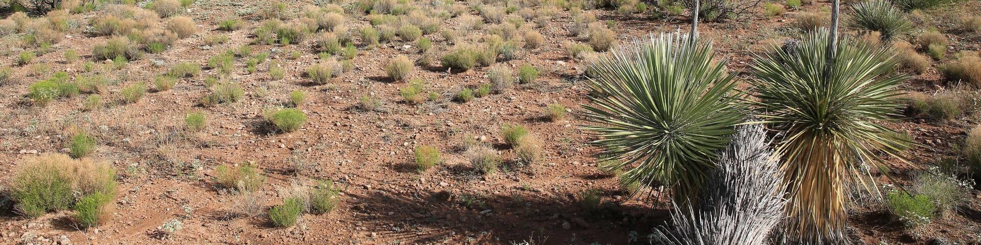 City of Rocks State Park in New Mexico, USA