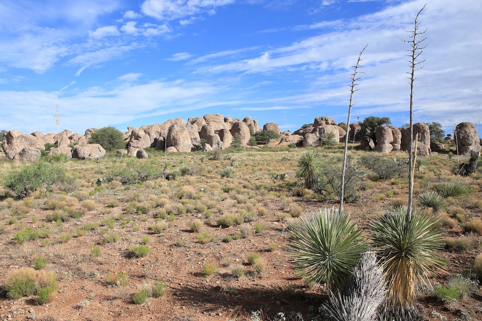Un paysage désertique parsemé de formations rocheuses et de plantes de type yucca.