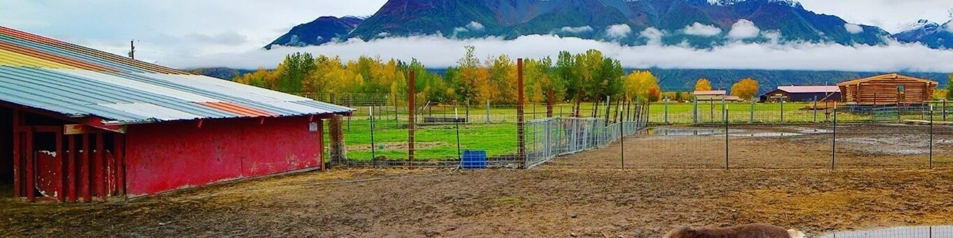 This is one of my favorite places to take kids, family, and friends when they come for a visit.  It is a truly "Alaska" experience to be able to wander among and feed the Reindeer here. And the scenery on the way can't be beat!  Landscape wise, Pioneer Peak is the star of the show on this trip along the Old Glenn Highway & Bodenburg Loop Road.