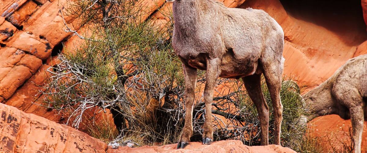Young Ram, Bighorn Sheep, Valley of Fire State Park in Nevada in the Spring.