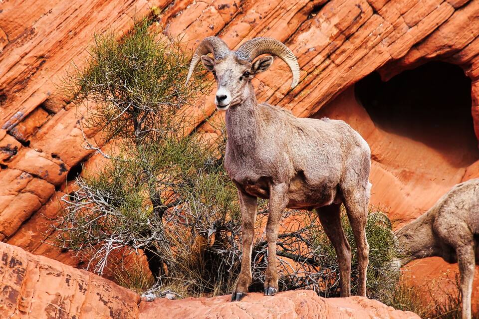 A bighorn sheep standing on a rocky outcrop with a red rock formation in the background.