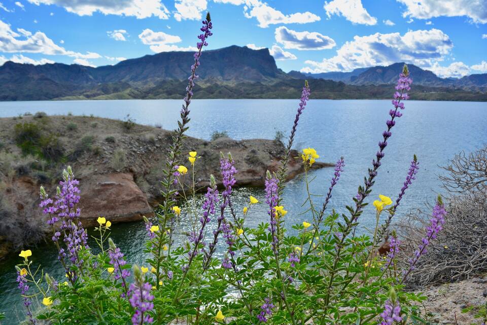 A lake with mountains in the background, purple and yellow flowers in the foreground, and a clear sky.