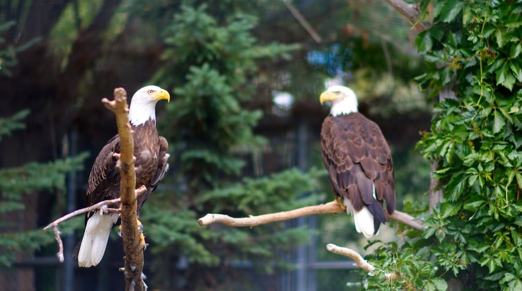 薩克屯 其中包括 動物園的動物 和 鳥禽動物