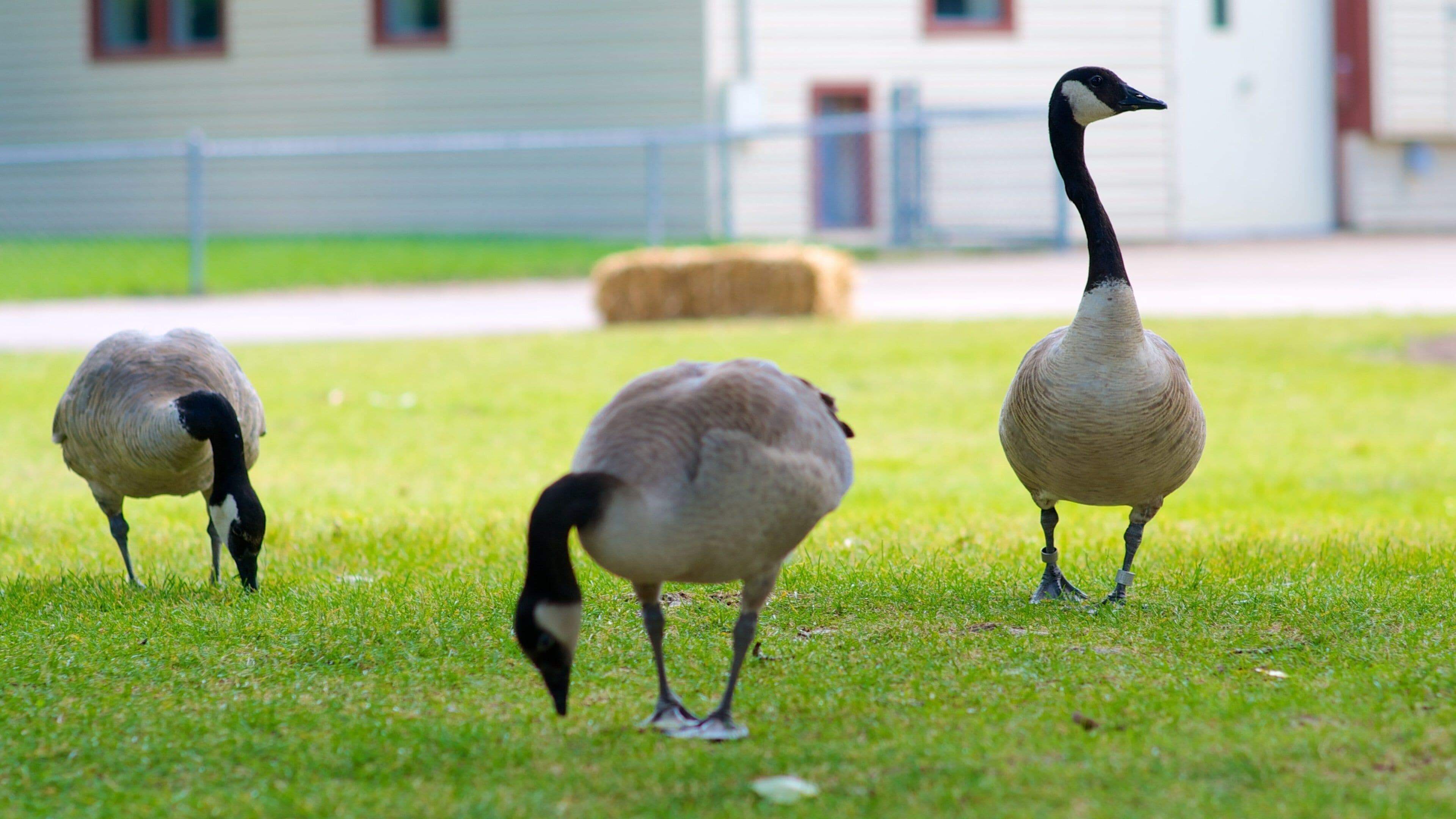 Saskatoon which includes zoo animals, a park and bird life