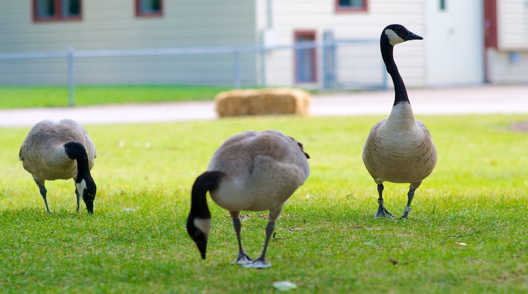 Saskatoon which includes zoo animals, a park and bird life