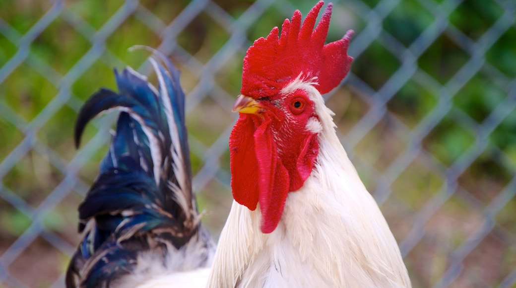 薩克屯 呈现出 動物園的動物 和 鳥禽動物