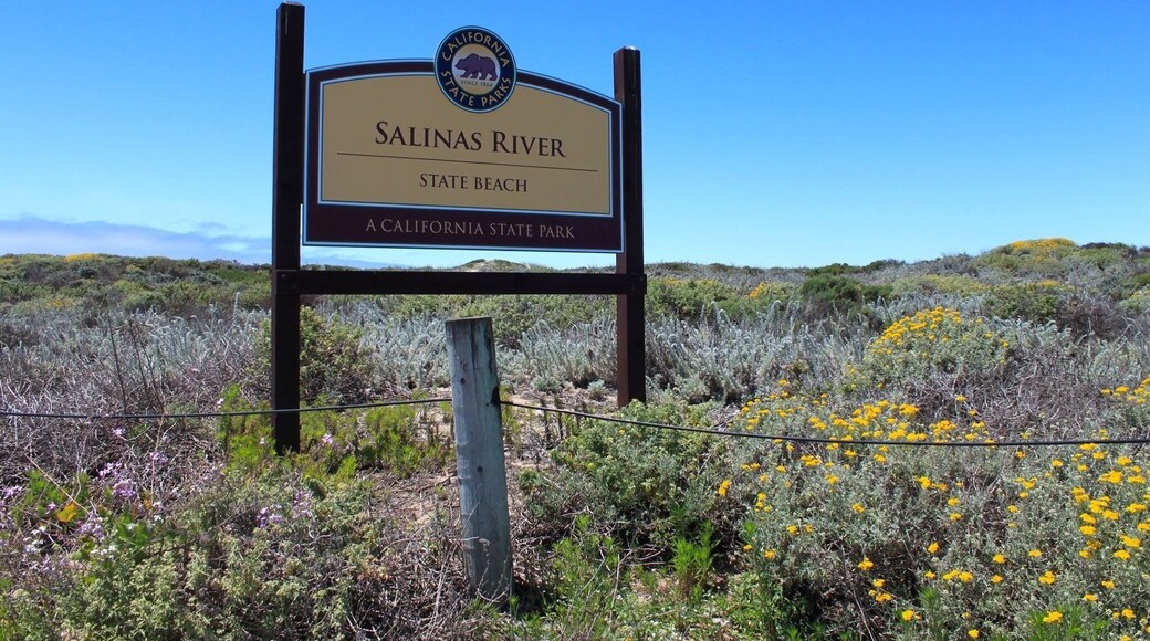 The beach and dunes at Salinas River State Beach are part of Monterey Bay’s unique coastal dune system and it is home to many species of birds, including the California brown pelican, red-tailed hawk, American kestrel, western snowy plover, western gull, black phoebe, western scrub-jay, California towhee, white-crowned sparrow, and more. The beach is a popular fishing site.