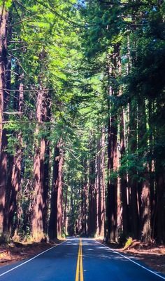 Redwoods....