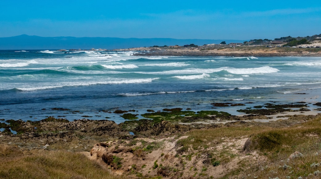 Asilomar Dunes Nature Preserve